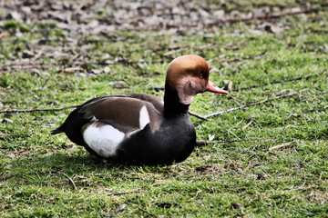 A Pochard Duck on the water