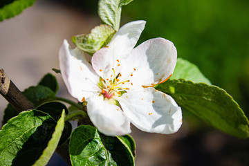 white flowers