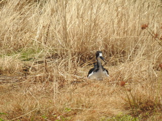 Hawaiian Waterbirds