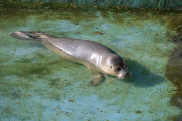 ゴマフアザラシの幼獣 © 晃一 角田