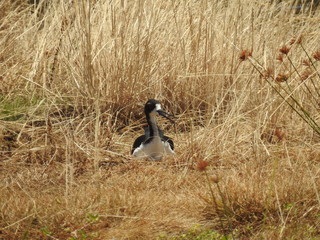 Hawaiian Waterbirds