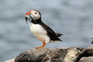 A view of a Puffin on Farne Islands with Sand Eels