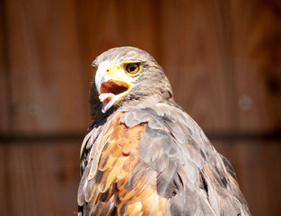View of a Harris hawk, Parabuteo unicinctus, formerly known as the bay winged hawk or dusky hawk,...