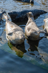 ゴマフアザラシ © 晃一 角田