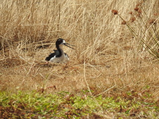 Hawaiian Waterbirds