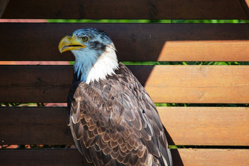 Side view of a Bald eagle, sometimes called the American eagle, the national bird and national animal of the United States