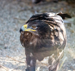 portrait of one golden eagle, Aquila chrysaetos, one of the best known birds of prey in the Northern Hemisphere