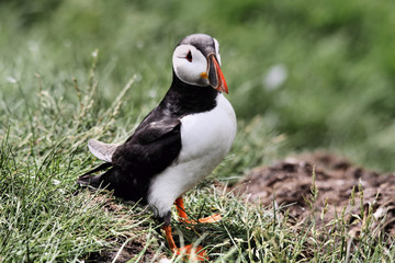 A Puffin on Farne Islands