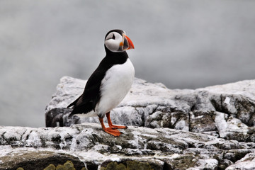 Fototapeta premium A Puffin on Farne Islands