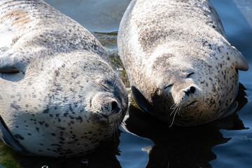 ゴマフアザラシ © 晃一 角田