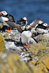 Fototapeta premium A Puffin on Farne Islands
