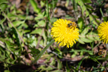 yellow dandelion flower