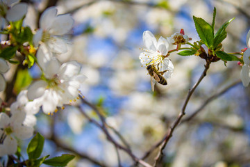 bee on a flower