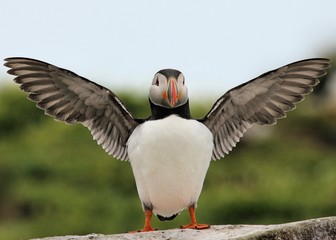 A Puffin on Farne Islands