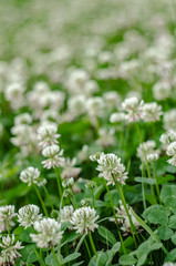 Flowers of a white clover on a field. Background in a rustic style
