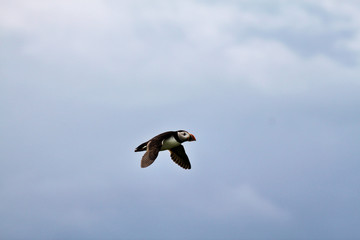 A puffin in flight over Farne Islands