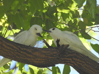 Hawaii White Tern