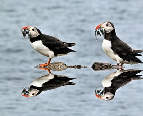 A view of a Puffin on Farne Islands with Sand Eels