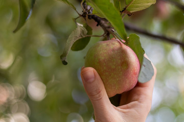 Female hand plucks light red apple from a branch. Natural organic fruit.