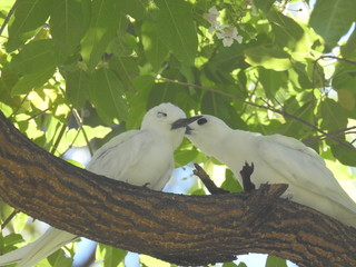Hawaii White Tern