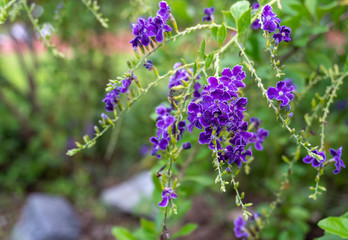 A close up of Duranta erecta, Purple small flowers in the park on blurred background with copy space, Selective focus.