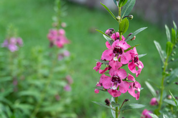 A close up of Duranta erecta, pink small flowers in the park on blurred background with copy space, Selective focus.
