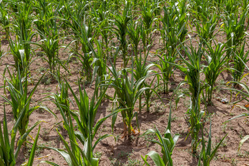 Corn field with young plants on dry fertile soil, close-up with bright green on dark brown dry soil during severe drought