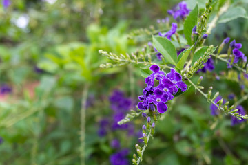 A close up of Duranta erecta, Purple small flowers in the park on blurred background with copy space, Selective focus.
