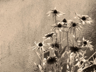 Colored yellow gold rudbeckia flowers against wall in an edited photography in 4x3 angle view photography - obrazy, fototapety, plakaty