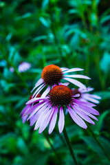 Echinacea flower blooming in the garden. Selective focus. Shallow depth of field.