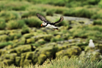 A puffin in flight over Farne Islands