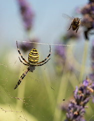 Eine weibliche Zebraspinne oder auch Wespenspinne genannt. Hier ein Exemplar, dass bereits zwei...