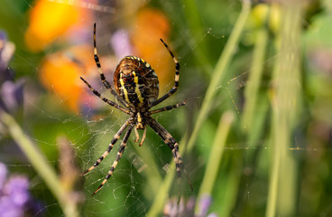 Eine weibliche Zebraspinne oder auch Wespenspinne genannt von unten fotografiert.