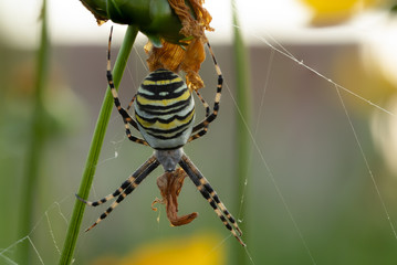 Eine weibliche Zebraspinne oder auch Wespenspinne genannt lauert auf Beute