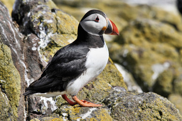 A view of a Puffin on Farne Islands in the UK