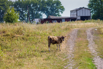 horse in a barn
