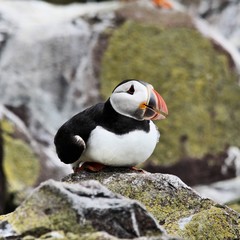 A view of a Puffin on Farne Islands in the UK