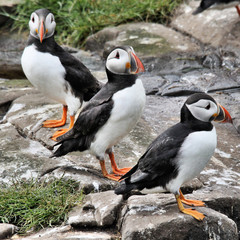 A view of a Puffin on Farne Islands in the UK