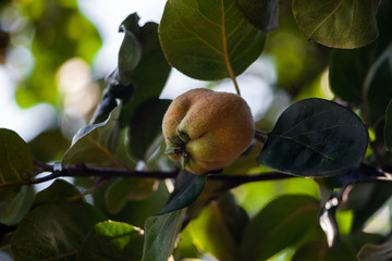 Unripe green quince fruit on a background of  tree leaves