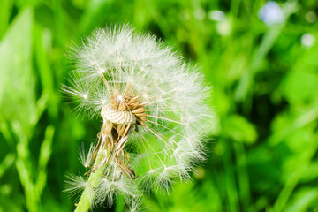 dandelion seed head