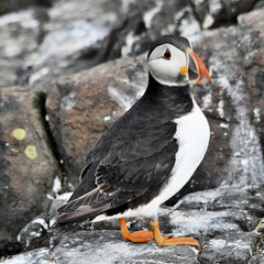 A view of a Puffin on Farne Islands in the UK