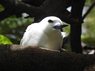 Hawaii White Tern