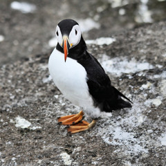 Naklejka premium A view of a Puffin on Farne Islands in the UK
