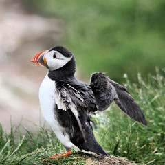 A view of a Puffin on Farne Islands in the UK