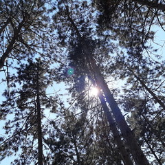 Fototapeta premium trees and sky