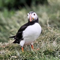 A view of a Puffin on Farne Islands in the UK