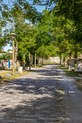 Hiers-Brouage. Allée ombragée. Charente-Maritime. Nouvelle-Aquitaine	