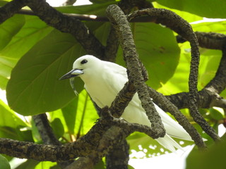 Hawaii White Tern