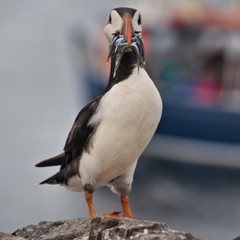 A view of a Puffin with sand eels on Farne Islands