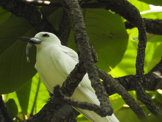 Hawaii White Tern